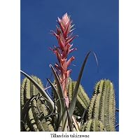 Amazon｜【観葉植物／種子】Tillandsia sp Tecolitlan, Mexエア